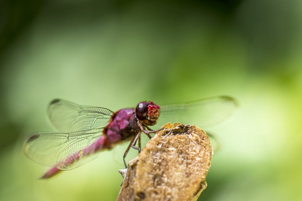 rote Libelle auf braunem Ast