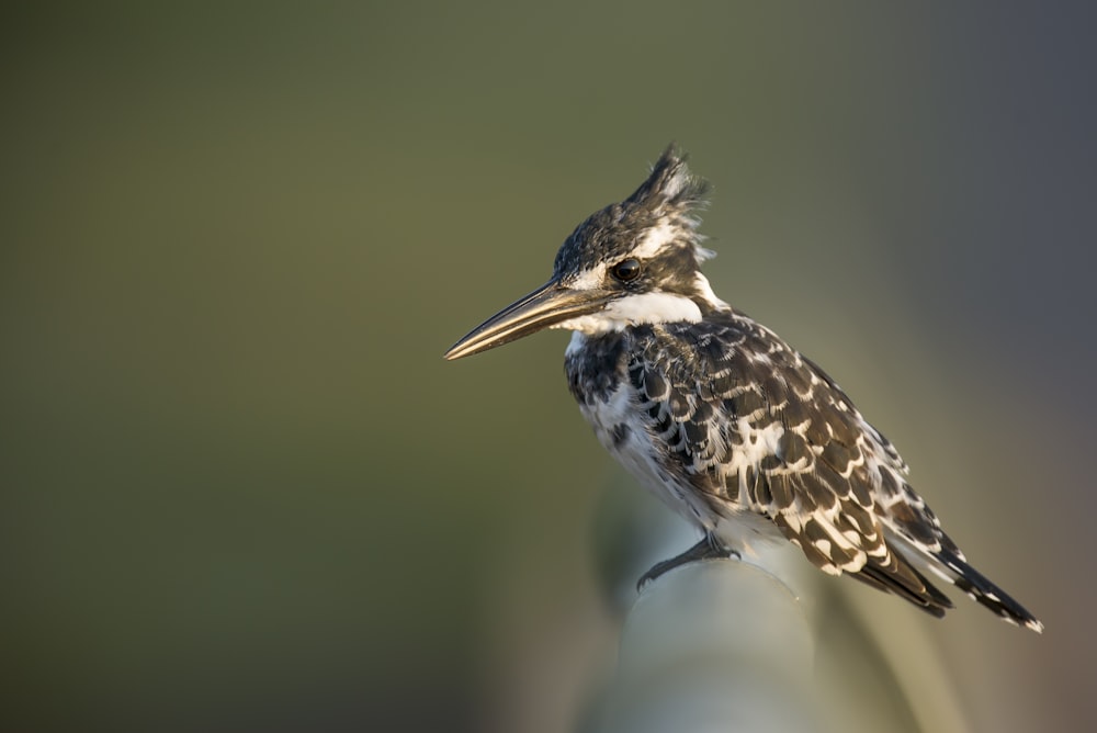 schwarz-weißer Vogel