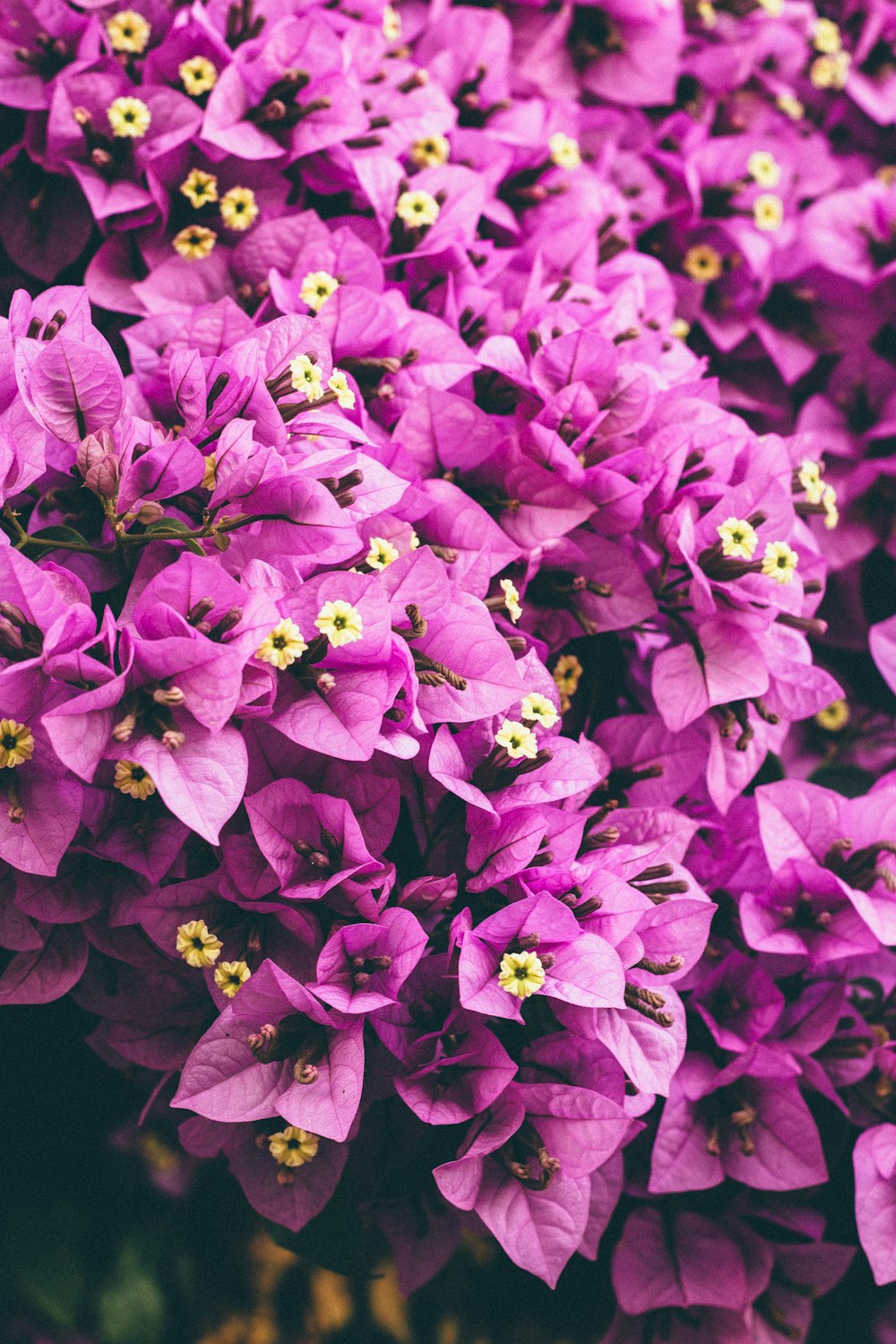 Fotografia de foco raso de plantas de folhas cor-de-rosa