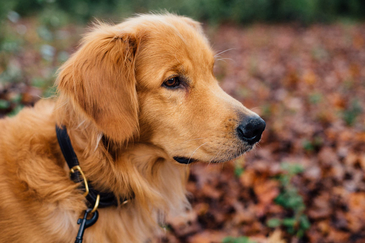 An alert golden retriever wearing a leather collar focused and watching outdoors among autumn leaves
