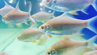 Several fish are swimming in a clear aquarium. The fish have silvery scales and distinct red accents around their eyes. The background features a blue gradient on one side, with the bottom of the tank visible.
