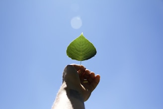 A welcoming hand reaching out amid soft green leaves, symbolizing invitation and new beginnings.