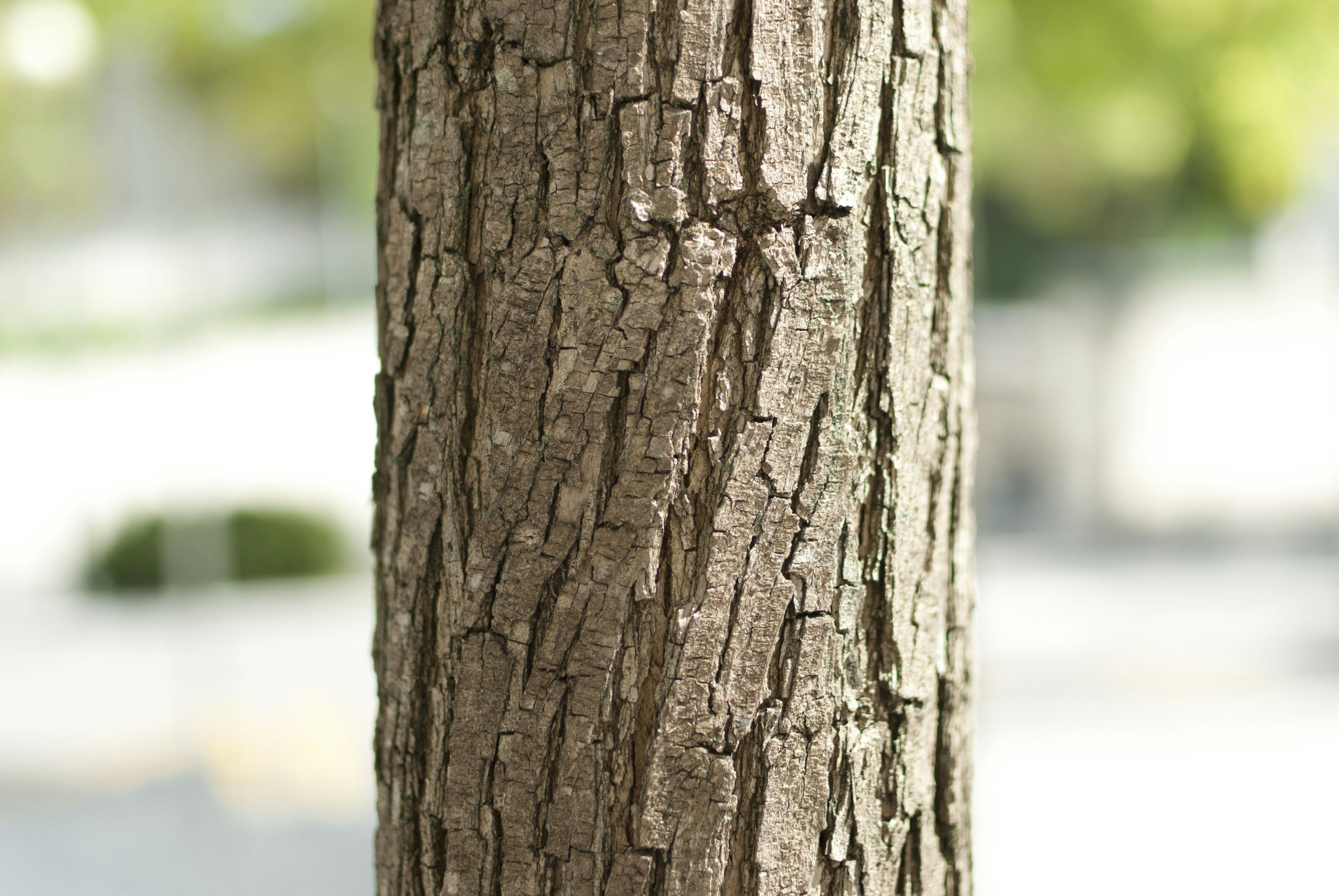 Free Unsplash photo from Adria Navarro