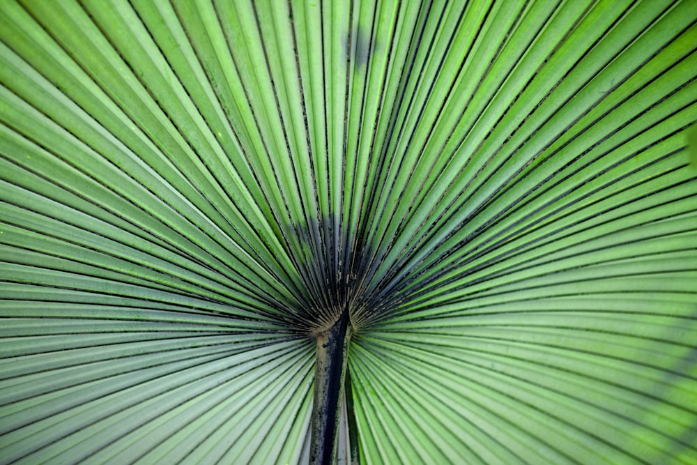 papel de parede verde e preto