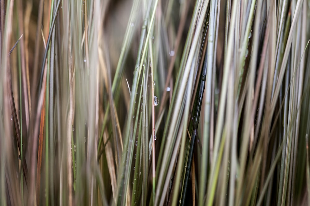 Orvalho de grama verde