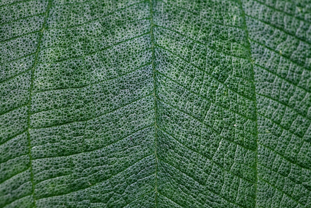 녹색 잎의 근접 촬영 사진