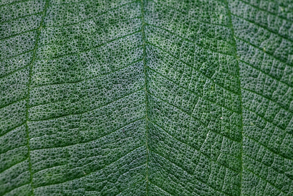 foto ravvicinata di foglia verde