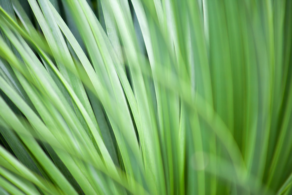 green leafed plant