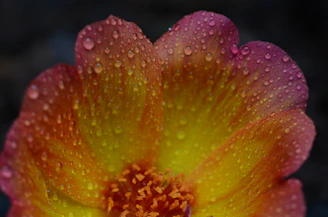 Macro shot of a vibrant tropical flower native to the Amazon, with dew drops on petals.