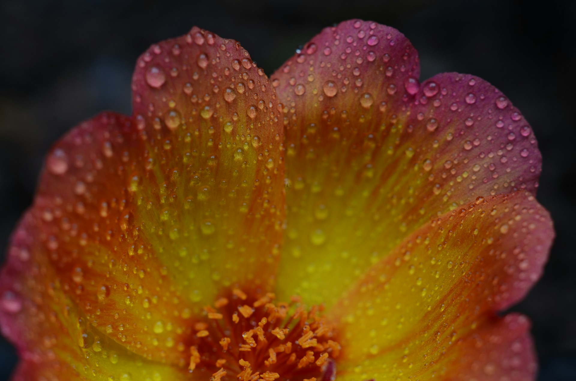 A vivid close-up of a bright red flower with dewdrops on its petals, capturing the essence of fresh morning nature.