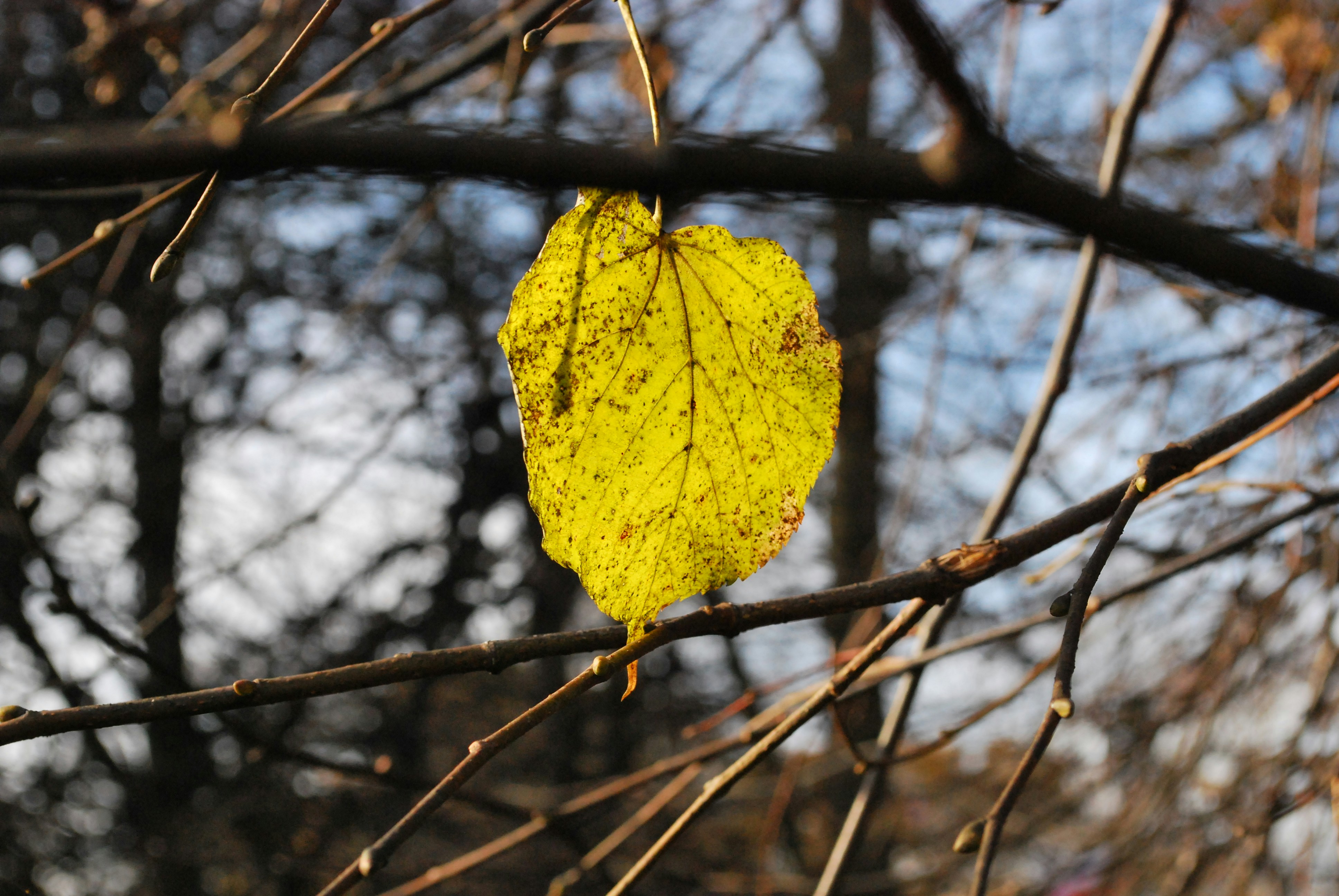 Free Unsplash photo from Magdalena