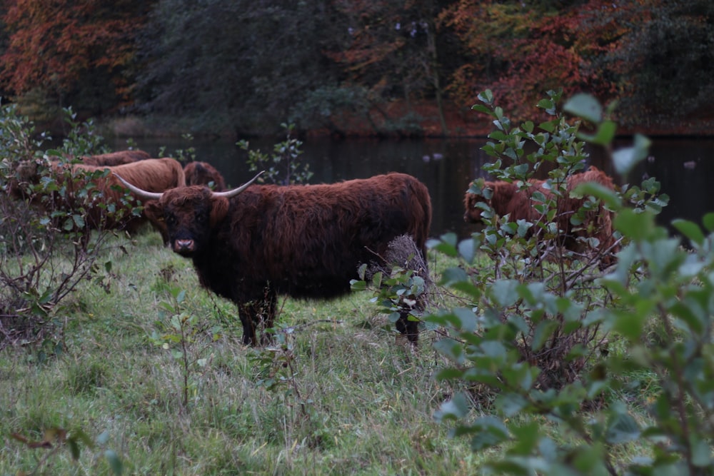 brown bison near body water during daytime