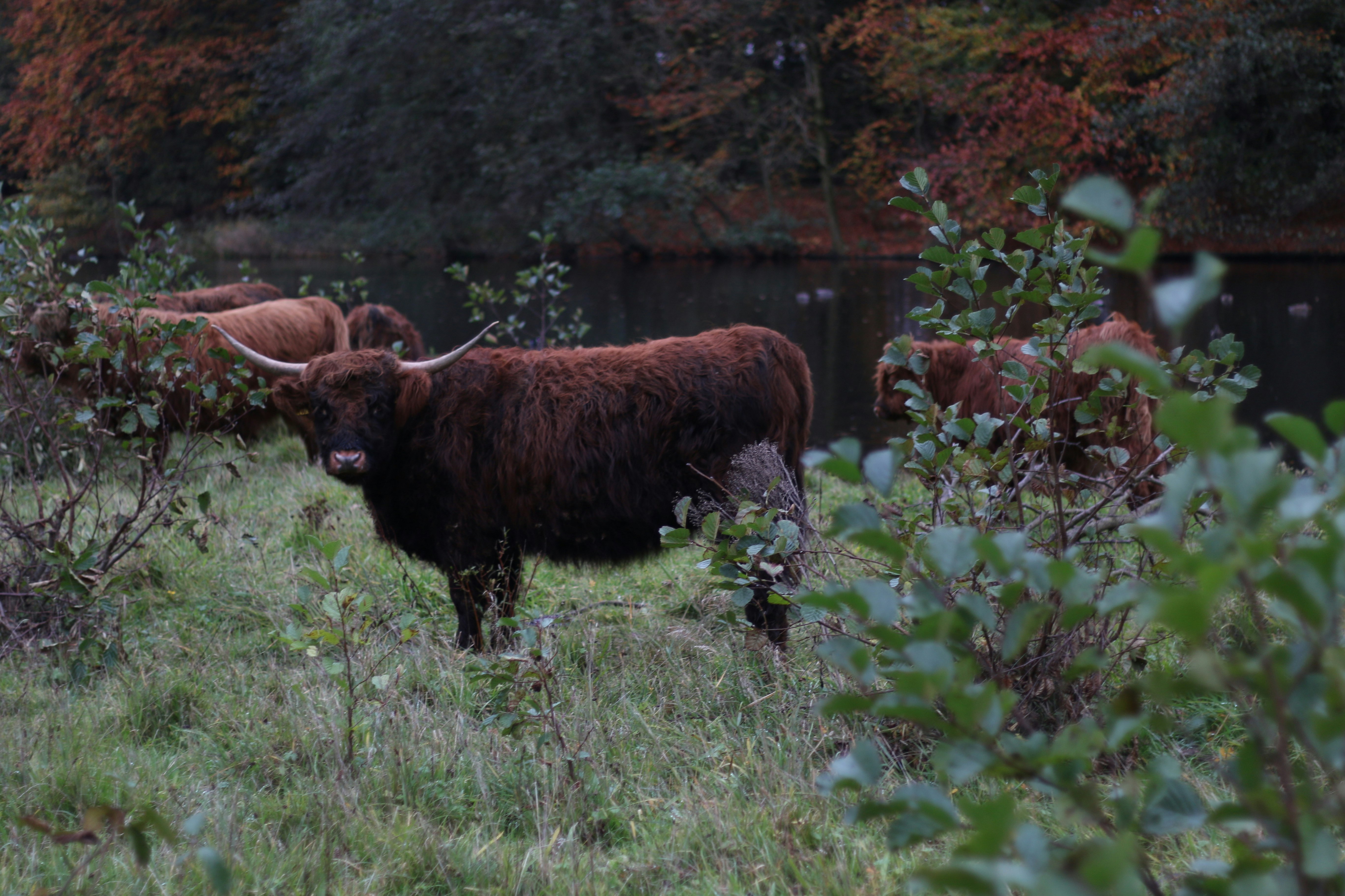 brown bison near body water during daytime