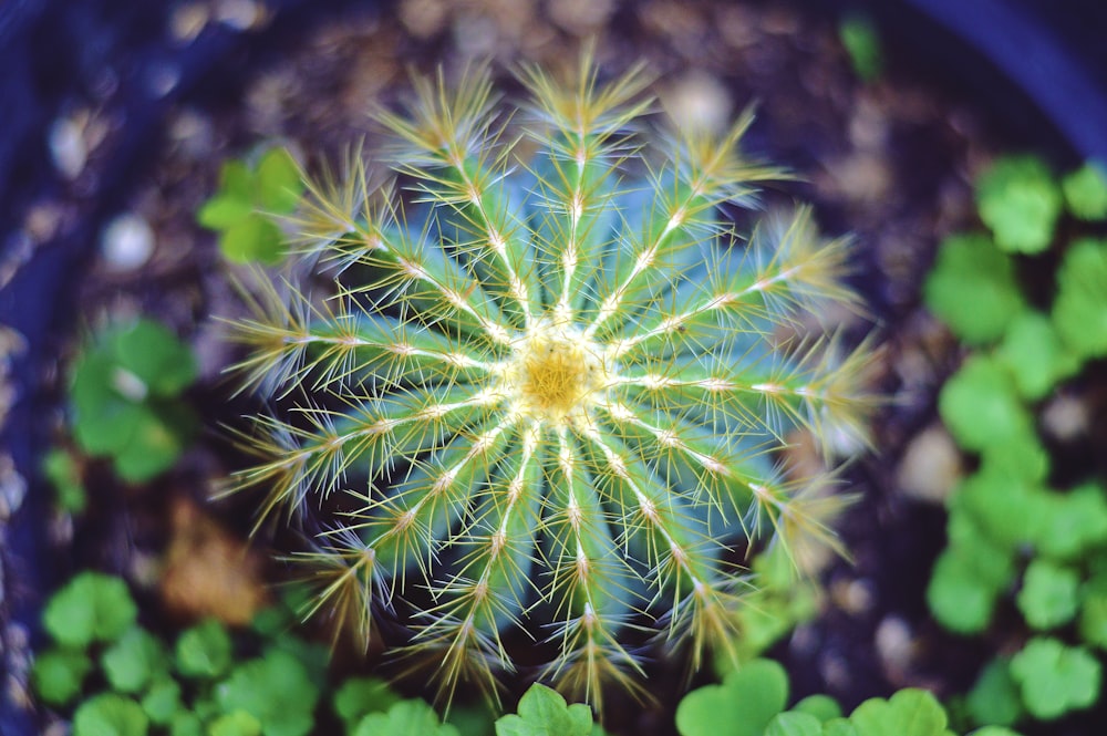 close-up photography of green and yellow petaled flower