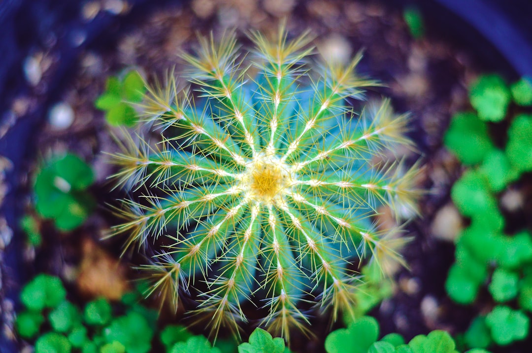 close-up photography of green and yellow petaled flower