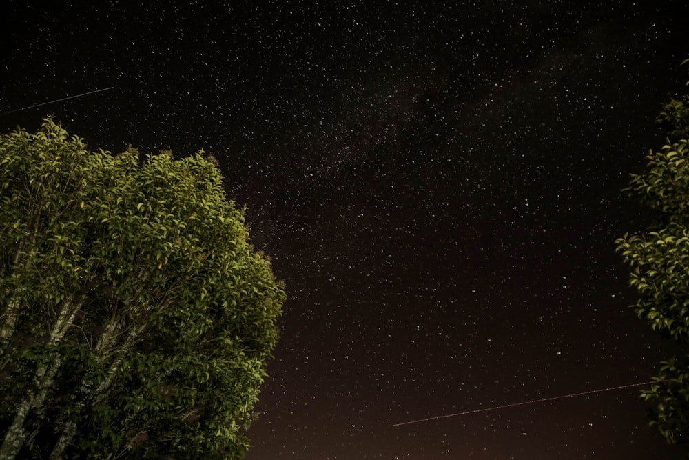 low angle view of green leafed trees