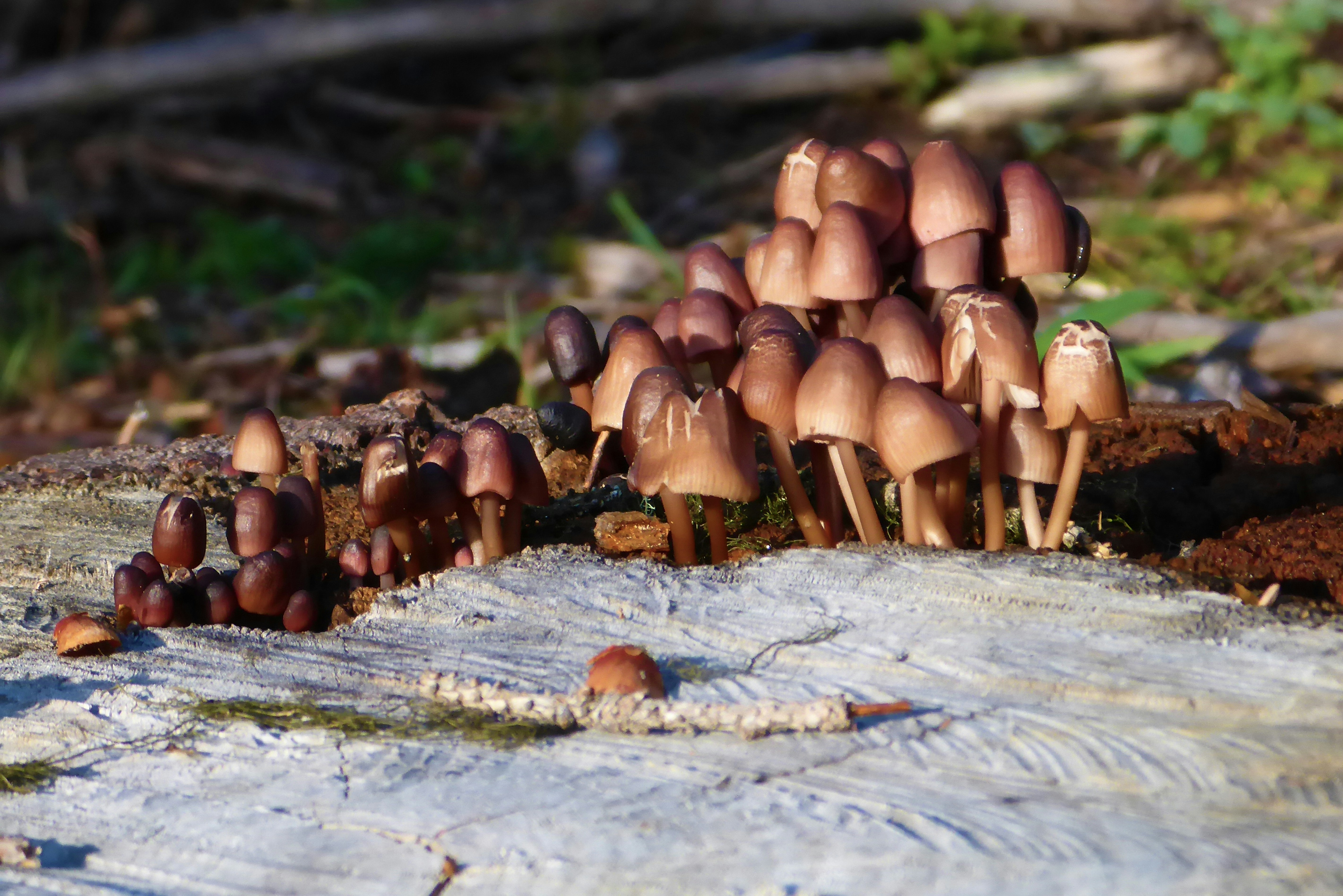 Free Unsplash photo from Kelvin Landolt