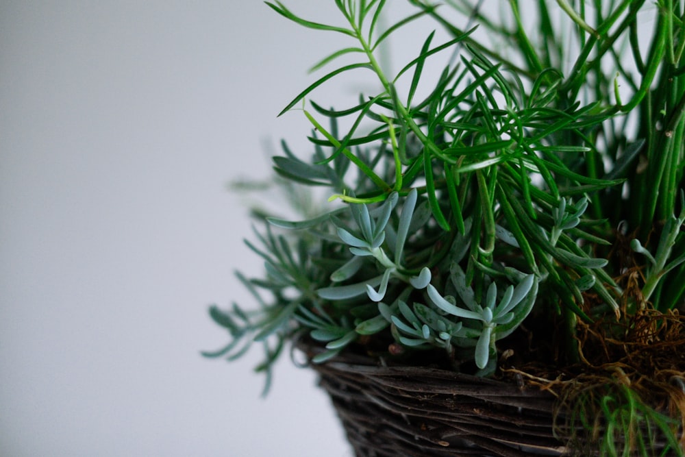 green succulents in brown wicker pot