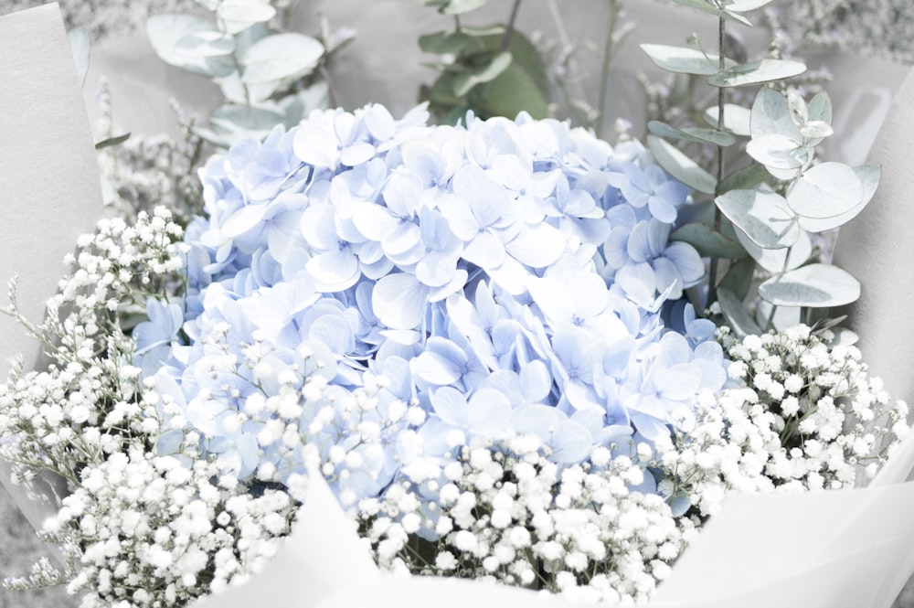 closeup photo of blue petaled flower arrangement