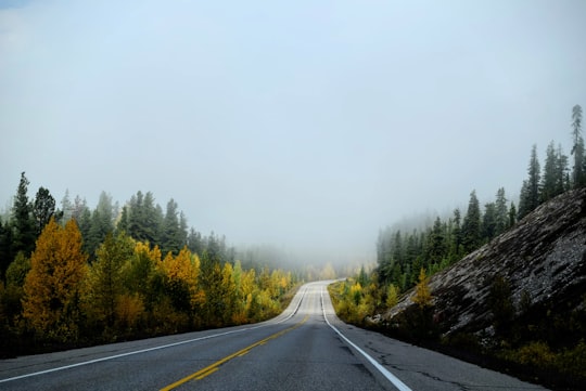 free roadway between trees in Jasper National Park Canada