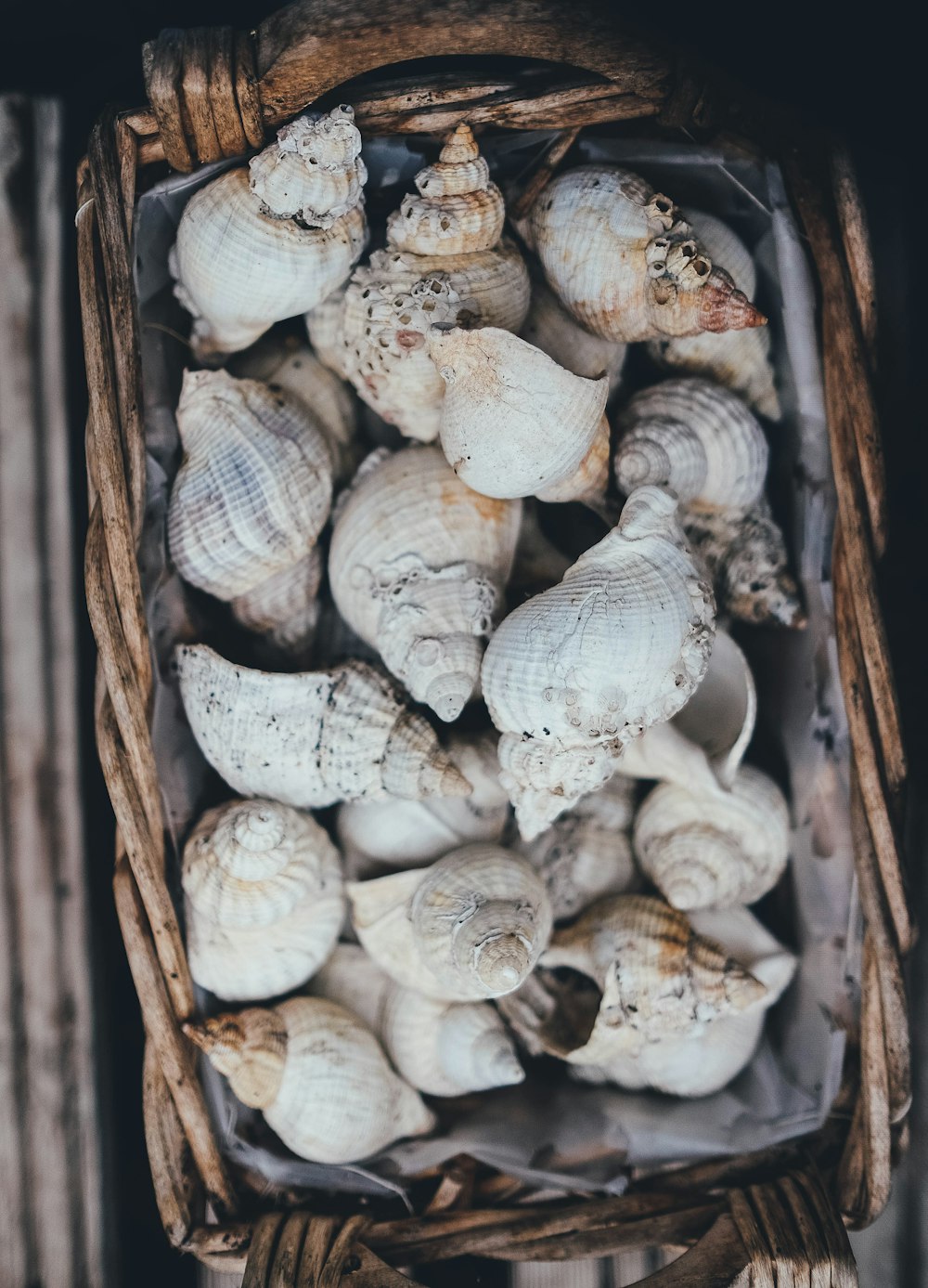 braune und weiße Muschelpartie auf geflochtenem Korb