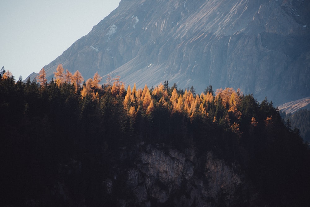 Paesaggio di pino e di montagna