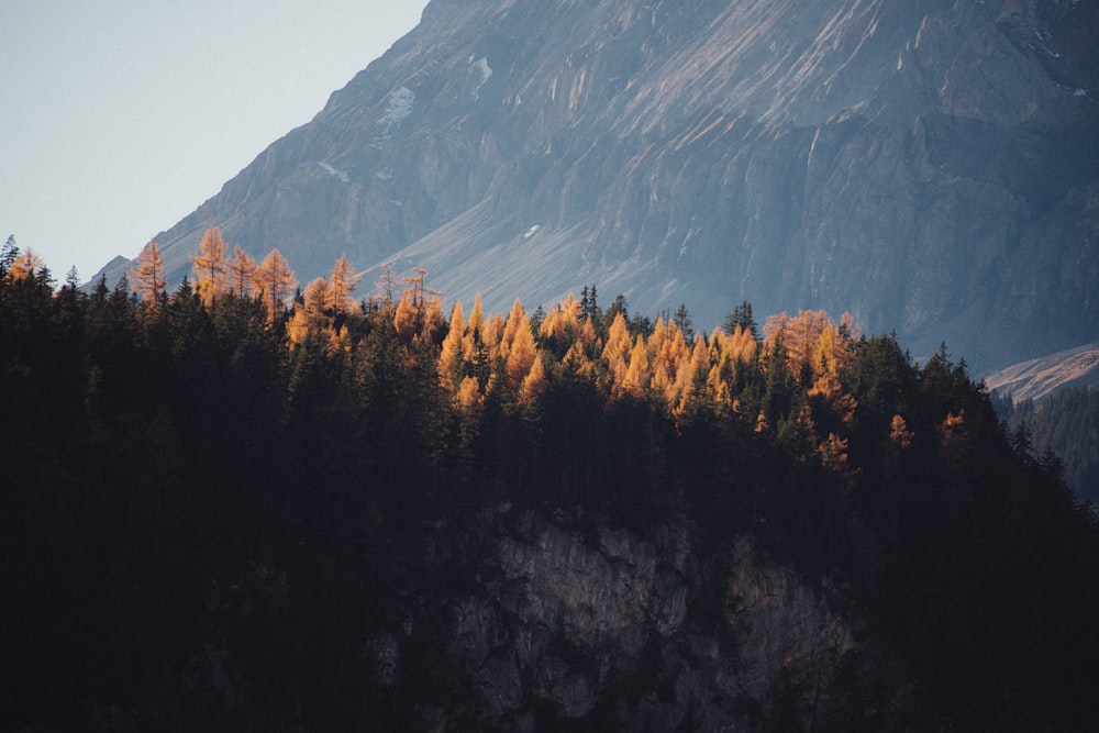 mountain and pine trees landscape