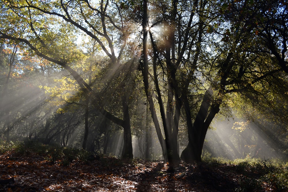 forêt avec la lumière jaune du soleil