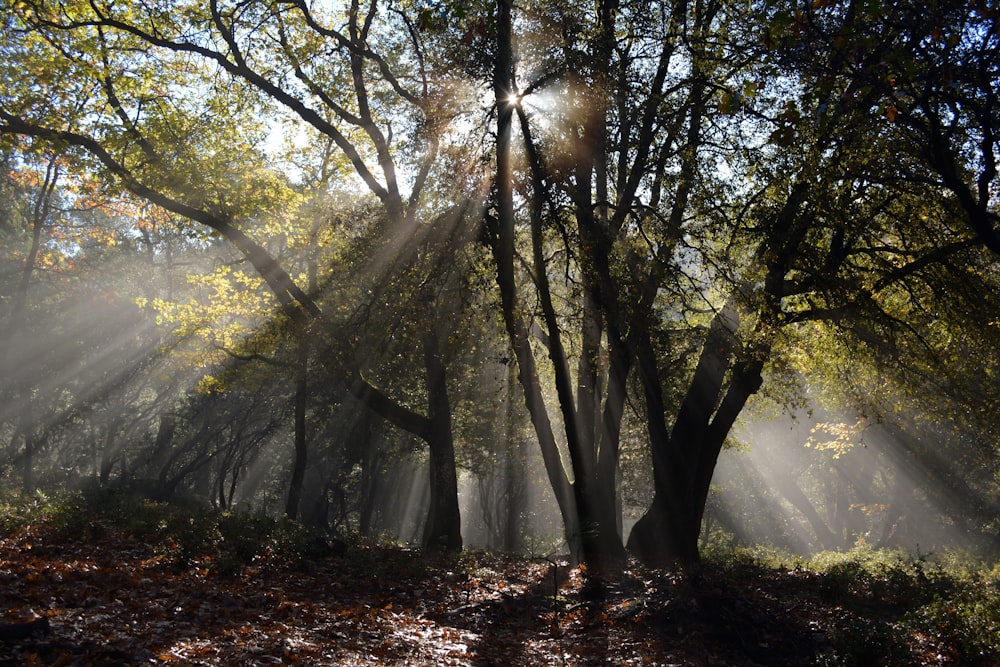 foresta con luce solare gialla