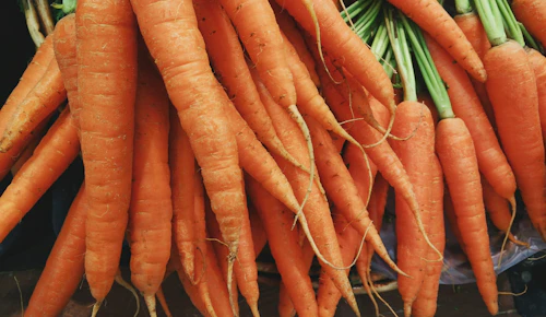 Bunch of fresh orange carrots with green tops