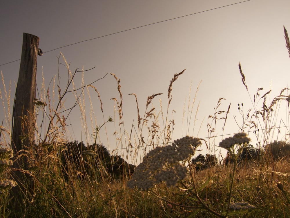 Weiße Blüten auf grünem Gras