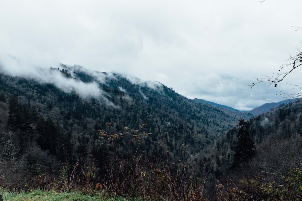 landscape photography of forest