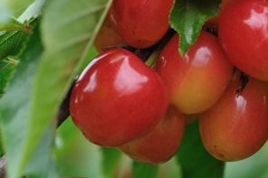 Clusters of ripe cherries hanging from a tree branch surrounded by green leaves. The cherries appear glossy and fresh, indicating they are at the peak of ripeness.