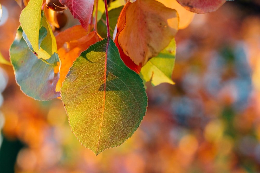 green leaves close-up photography