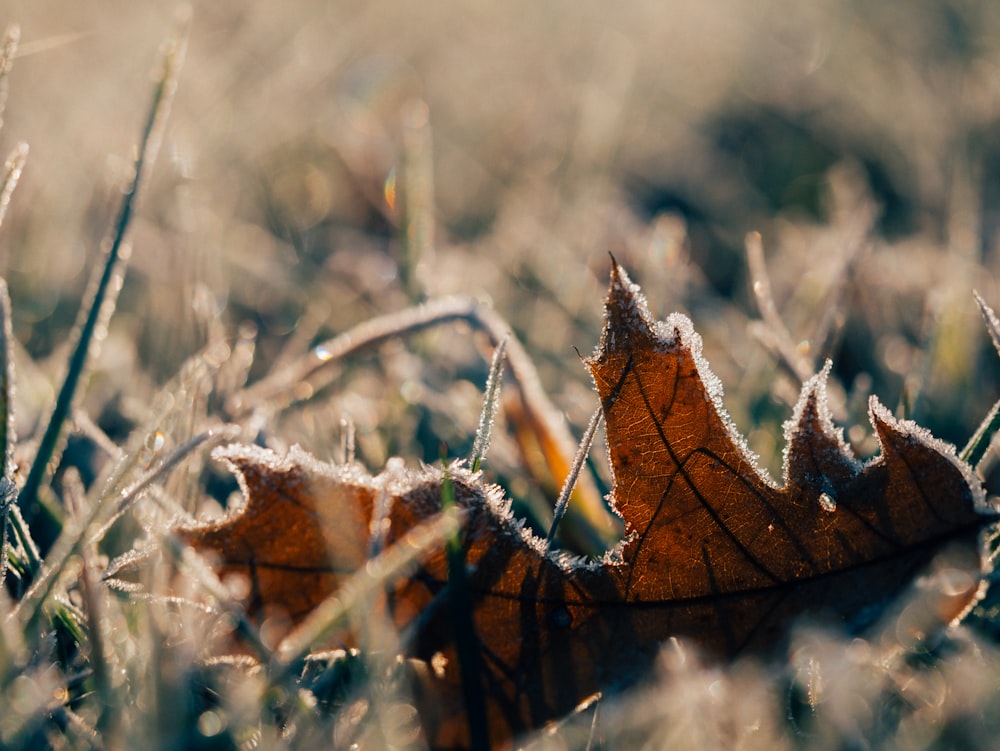 brown maple leaf on ground