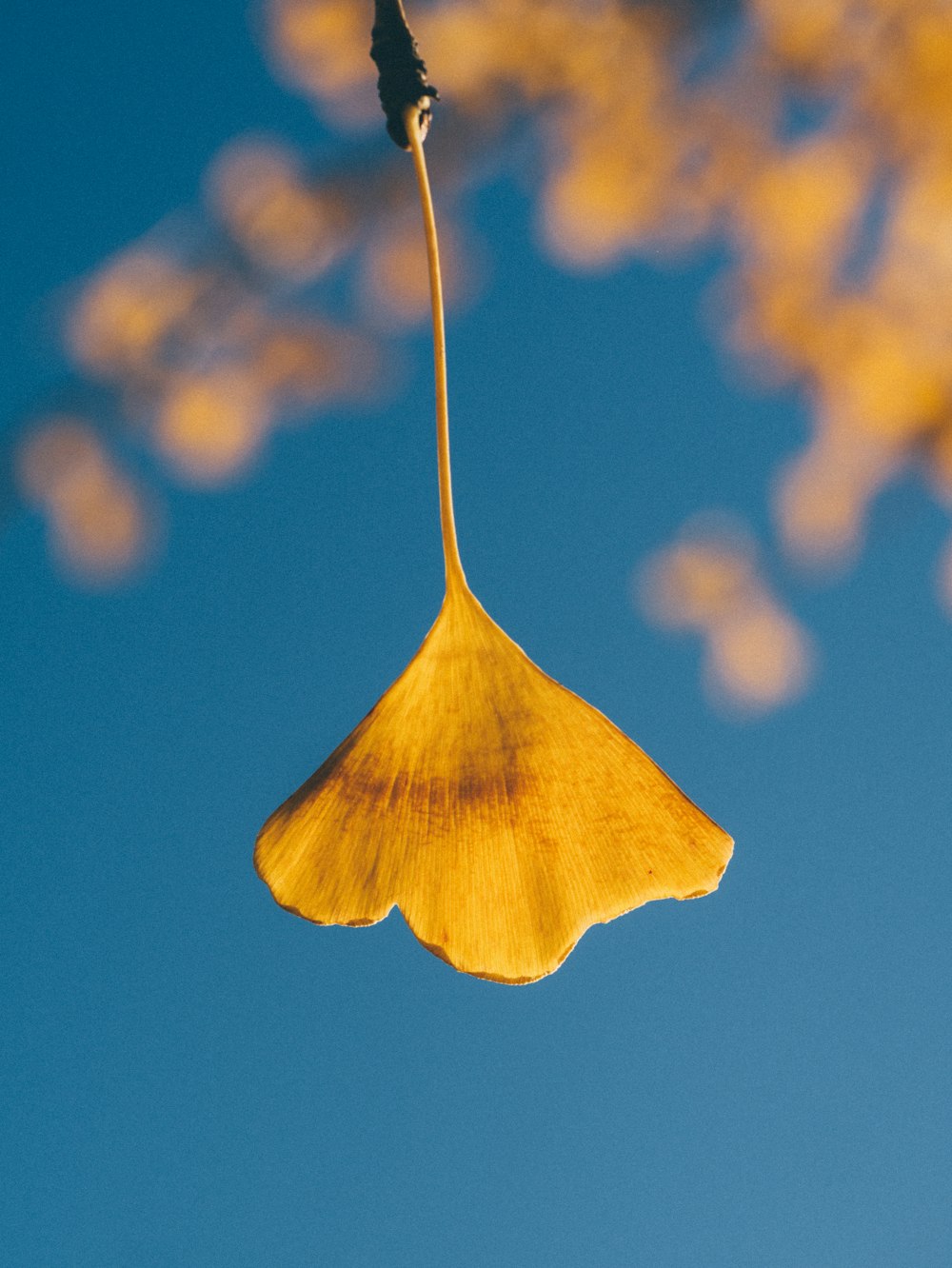 yellow-petaled flower