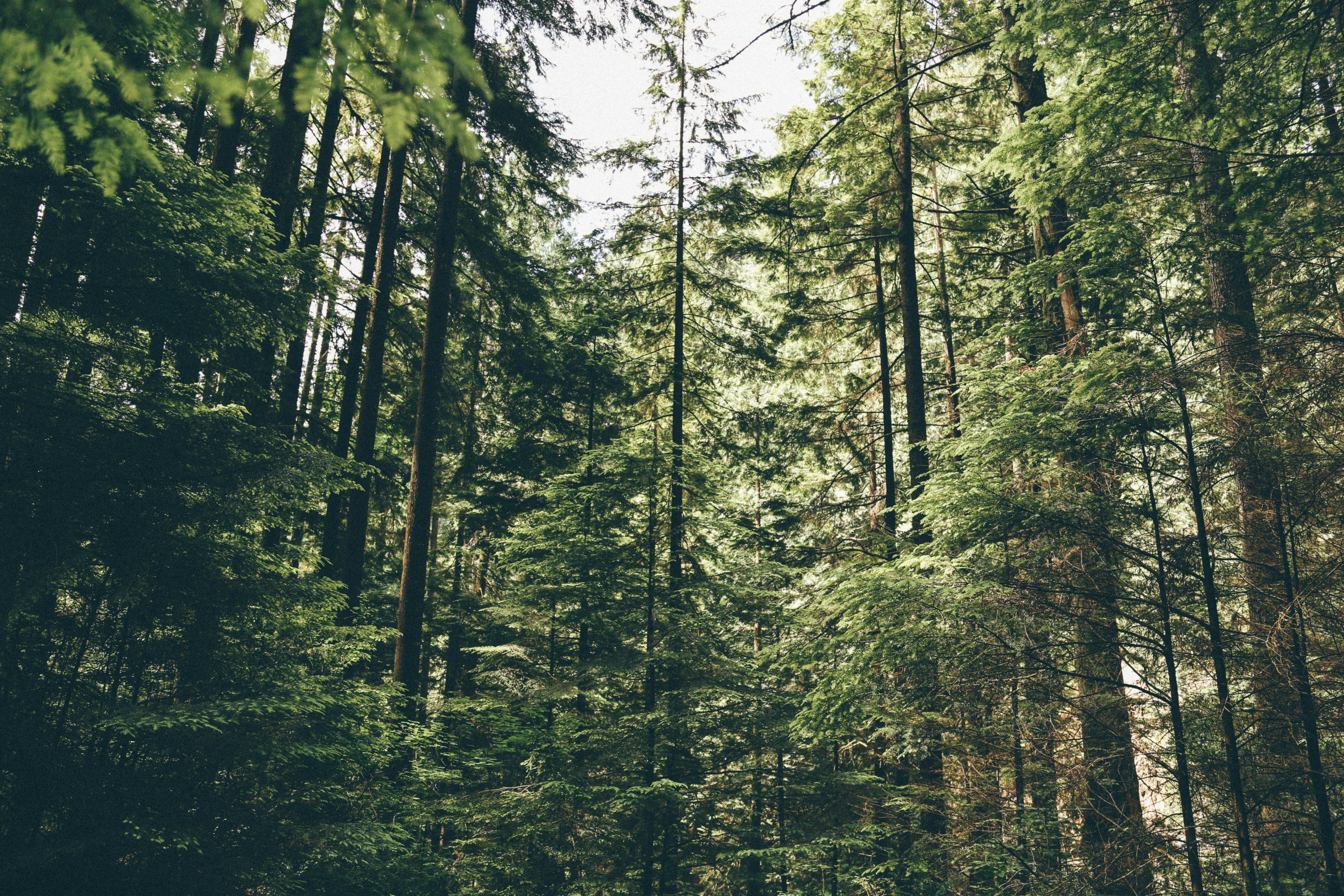 Free Unsplash photo from Tanner Vines