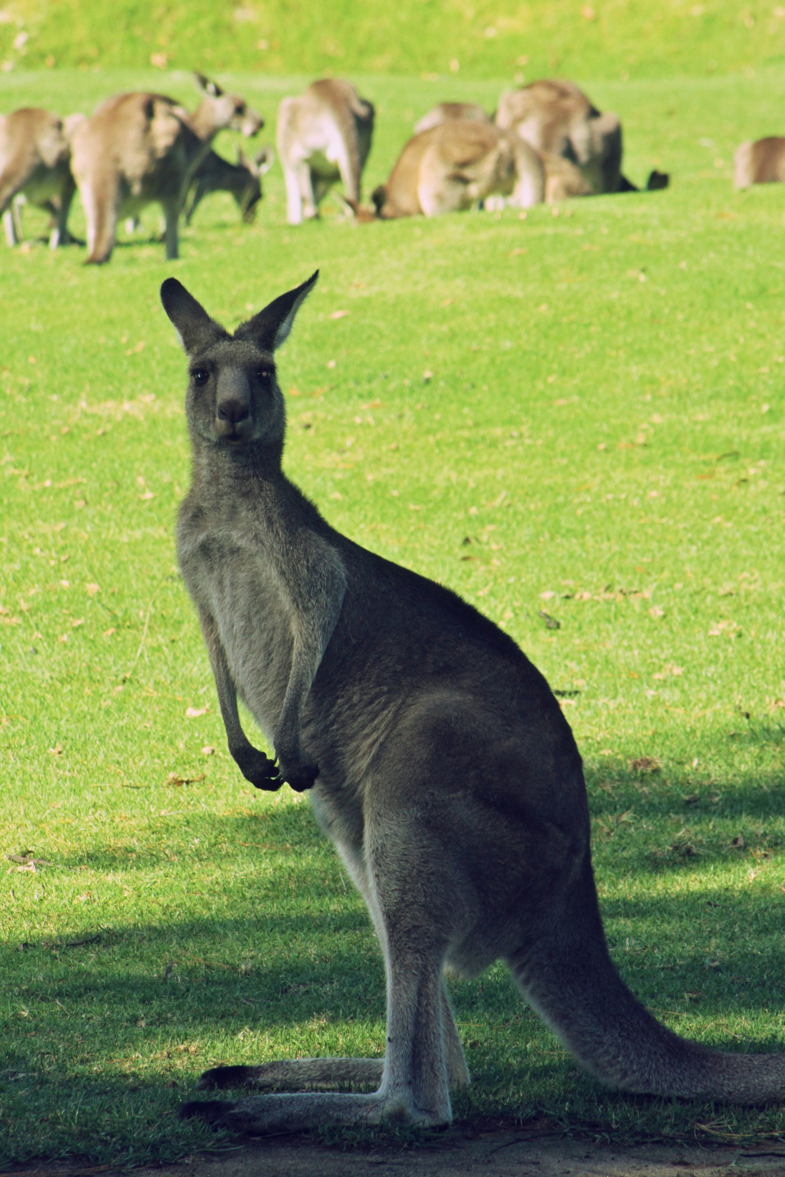 Free Unsplash photo from Adela Ramadhina