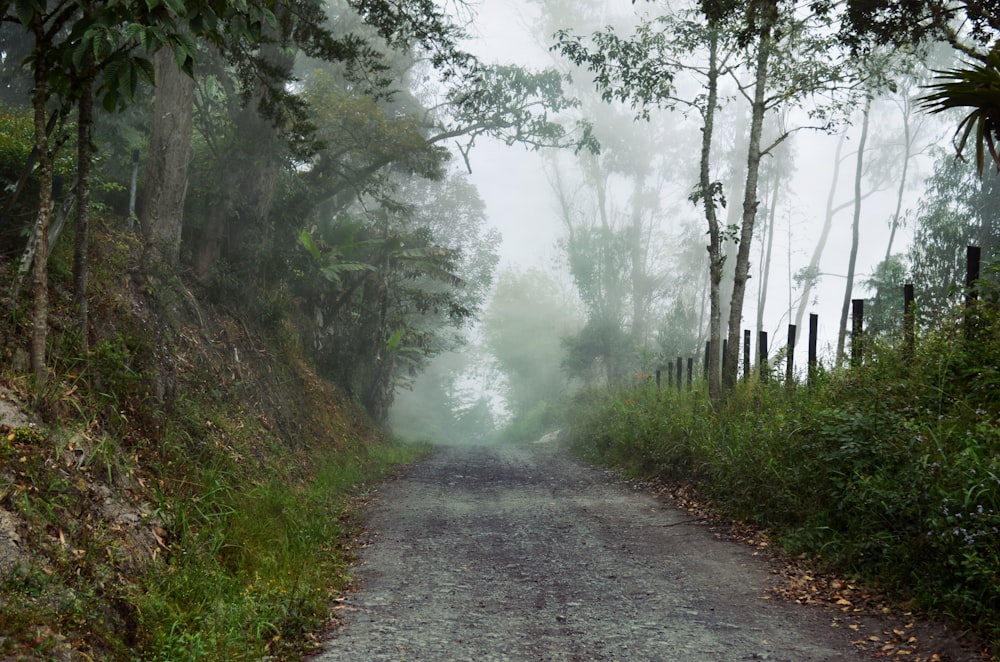 forest covered by fog