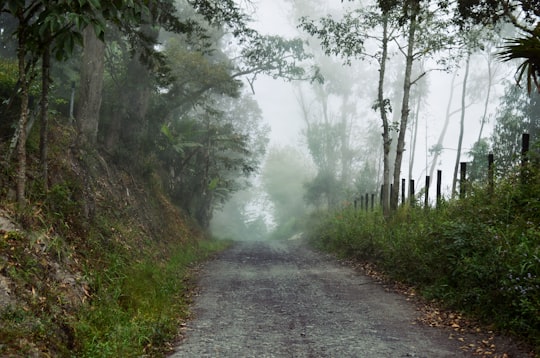 forest covered by fog in Boyacá Colombia