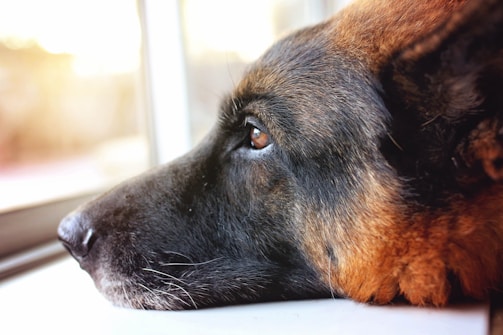A joyful rottweiler resting its head gently on a foster caregiver's lap, sunlight streaming through a cozy living room window.