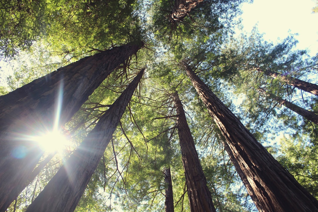 Forest photo spot Muir Woods Visitor Center Mount Tamalpais