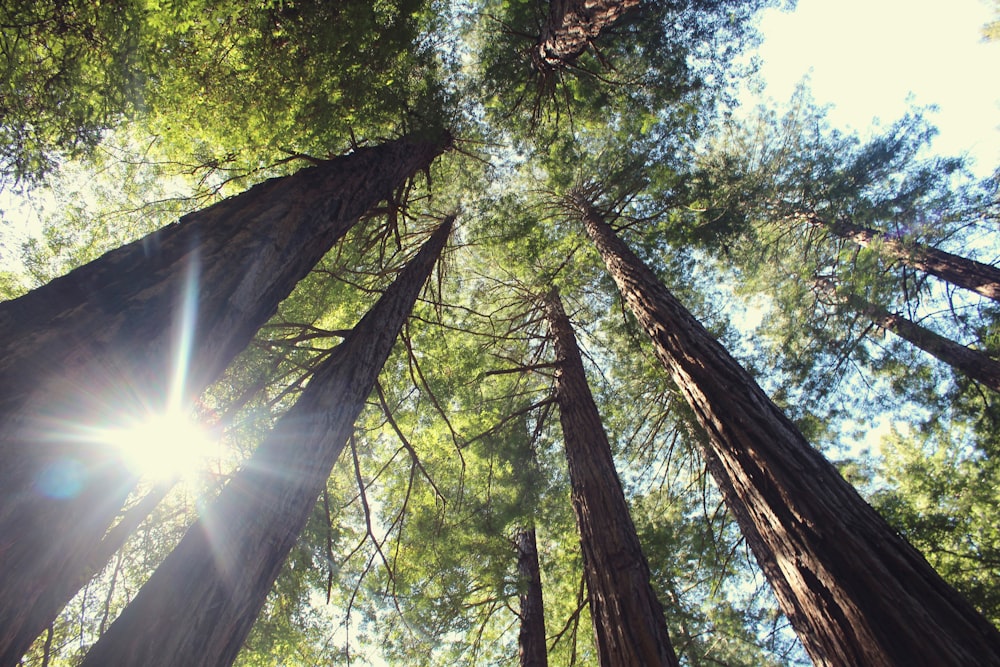 low angle photography of trees