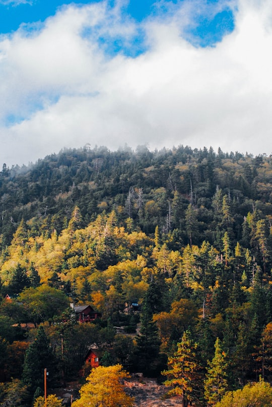 green trees under blue sky and white clouds in Big Bear Lake United States