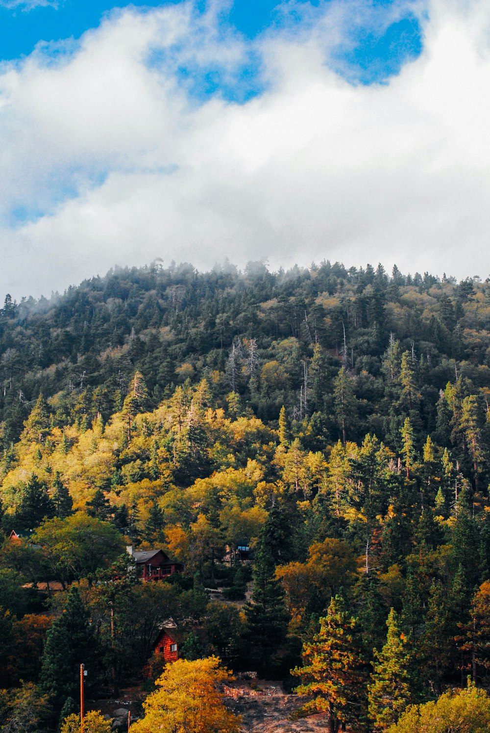 árboles verdes bajo el cielo azul y nubes blancas