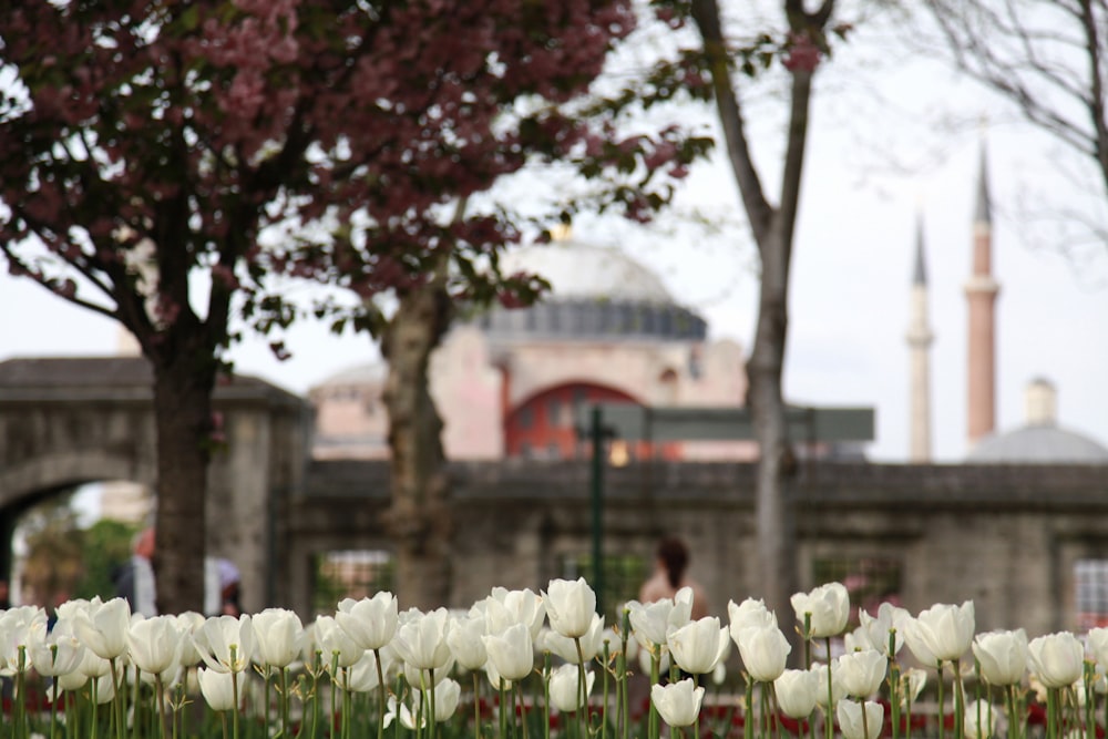 flores brancas das tulipas