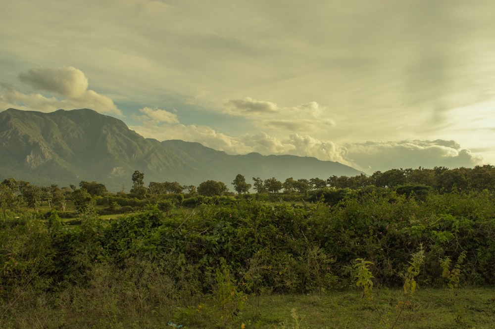 landscape photography of forest