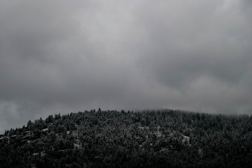 Photo de montagne couverte d’arbres