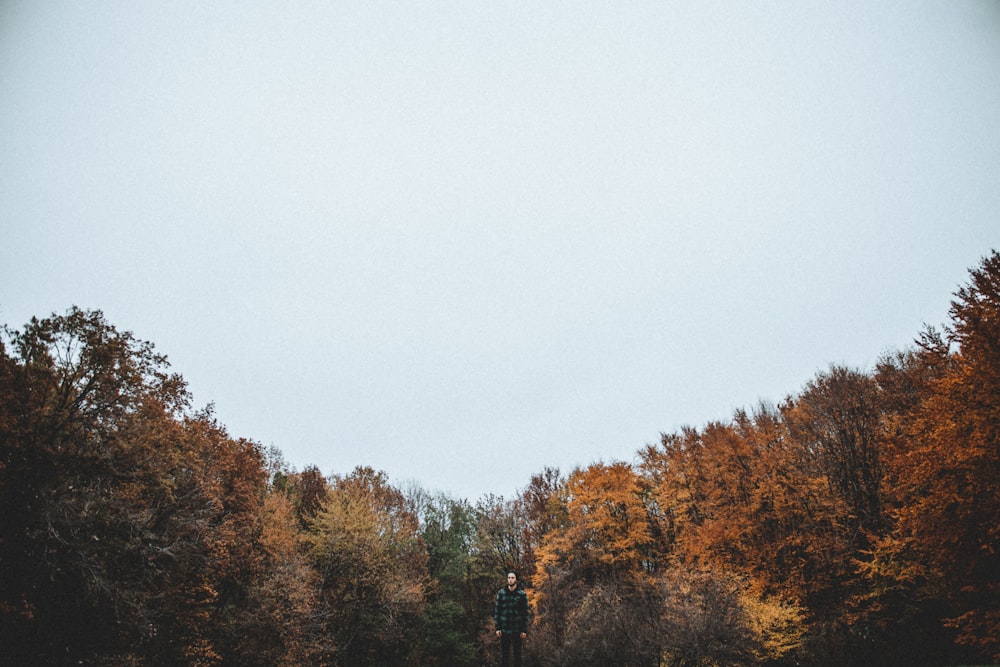 brown leafed trees under blue sky photography