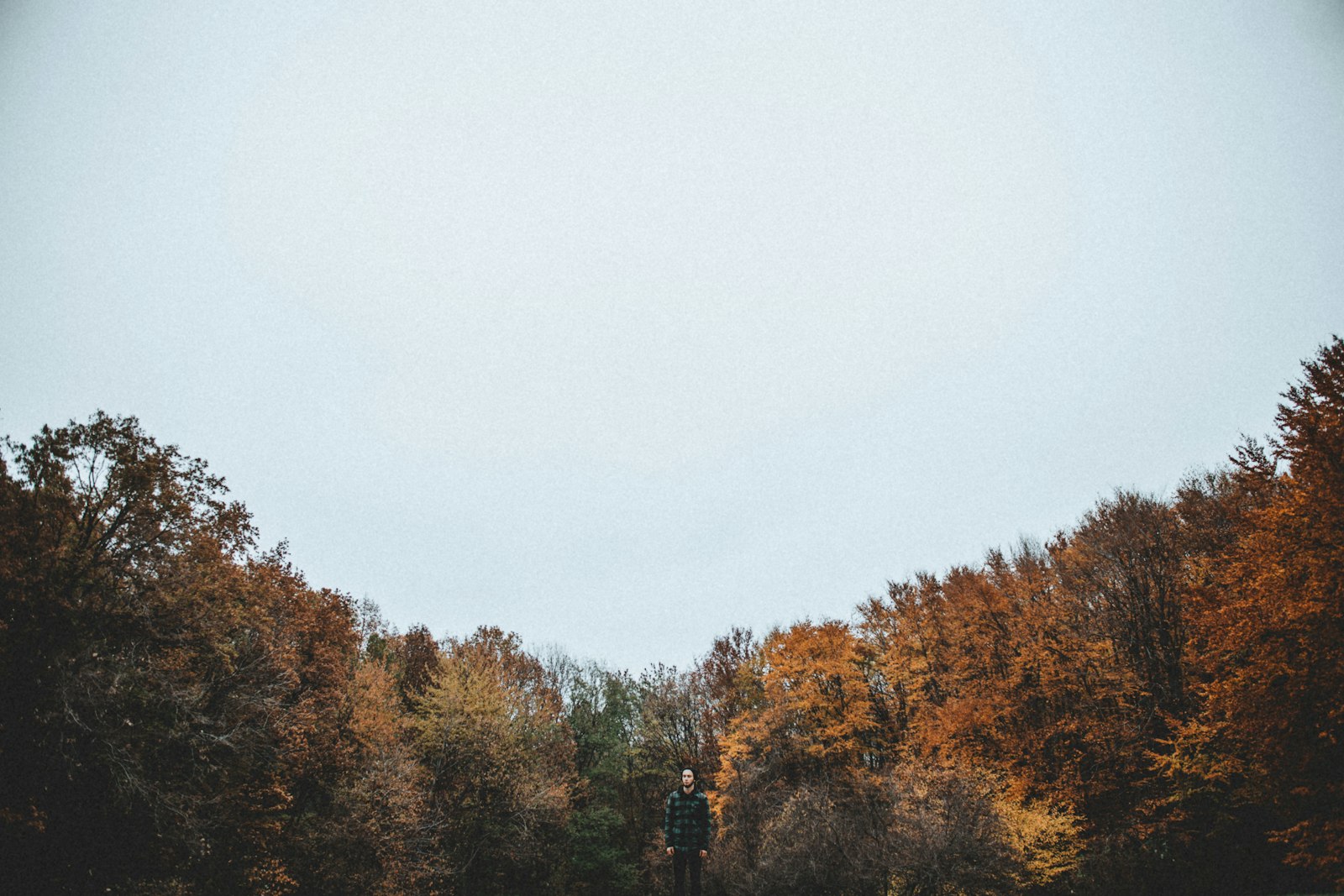 Canon EF 35-80mm f/4-5.6 sample photo. Brown leafed trees under photography